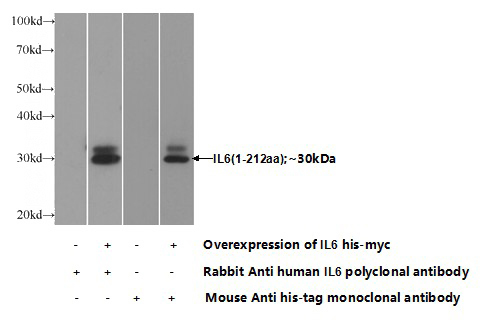 Transfected HEK-293 cells were subjected to SDS PAGE followed by western blot with Catalog No:111747(IL6 Antibody) at dilution of 1:1000