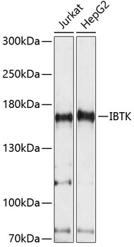 Western blot - IBTK Polyclonal Antibody 
