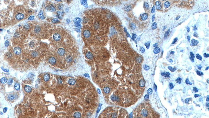 Immunohistochemistry of paraffin-embedded human kidney tissue slide using Catalog No:111641(NFKBIA Antibody) at dilution of 1:200 (under 40x lens).