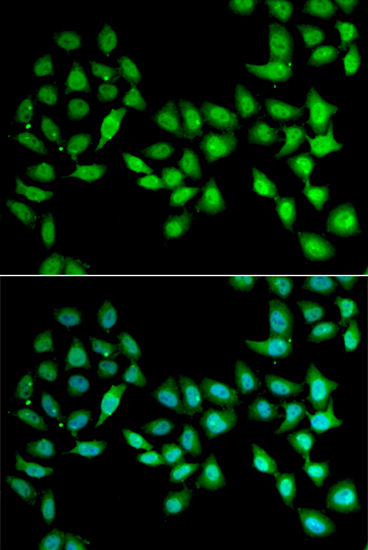 Immunofluorescence - UCN2 Polyclonal Antibody 
