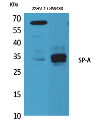 Fig1:; Western Blot analysis of K562, mouse lung cells using SP-A Polyclonal Antibody.. Secondary antibody（catalog#: HA1001) was diluted at 1:20000