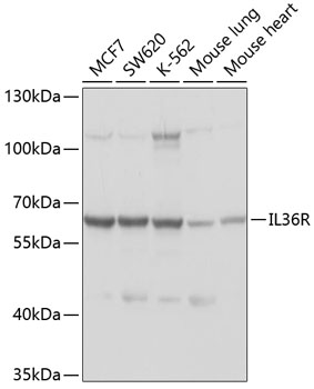 Western blot - IL36R Polyclonal Antibody 