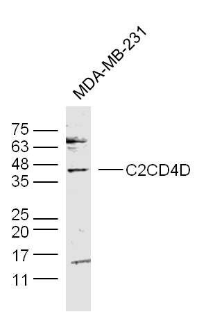 Fig1: Lane 1: (Human/cell line)MDA-MB-231lysatesprobed withC2CD4DPolyclonal Antibody, Unconjugated (Catalog #175258#) at 1:300 overnight at 4ⅹC. Followed by a conjugated secondary antibody (Secondary Catalog #926-32211) at 1:10000 for 60 min at 37ⅹC.