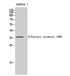Fig1:; Western Blot analysis of RAW264.7 cells using Olfactory receptor 10H4 Polyclonal Antibody