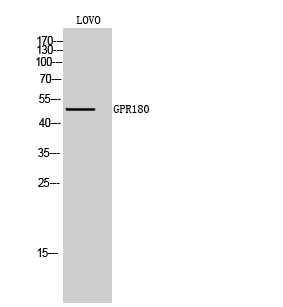 Fig1:; Western Blot analysis of LOVO cells using GPR180 Polyclonal Antibody