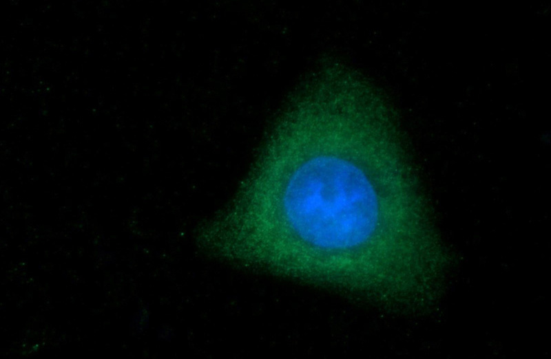 Immunofluorescent analysis of HepG2 cells using Catalog No:116164(TOB2 Antibody) at dilution of 1:25 and Alexa Fluor 488-congugated AffiniPure Goat Anti-Rabbit IgG(H+L)