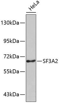 Western blot - SF3A2 Polyclonal Antibody 