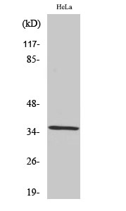 Fig1:; Western Blot analysis of various cells using ZIS Polyclonal Antibody. Secondary antibody（catalog#: HA1001) was diluted at 1:20000 cells nucleus extracted by Minute TM Cytoplasmic and Nuclear Fractionation kit (SC-003,Inventbiotech,MN,USA).