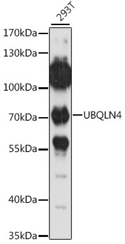 Western blot - UBQLN4 Polyclonal Antibody 