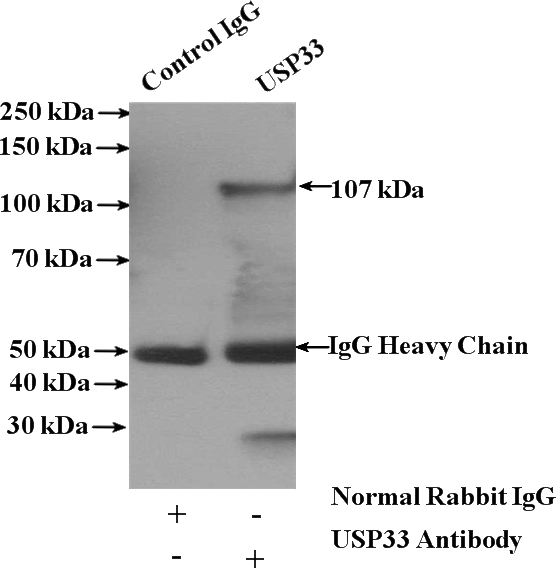 IP Result of anti-USP33 (IP:Catalog No:116607, 4ug; Detection:Catalog No:116607 1:300) with HEK-293 cells lysate 2400ug.