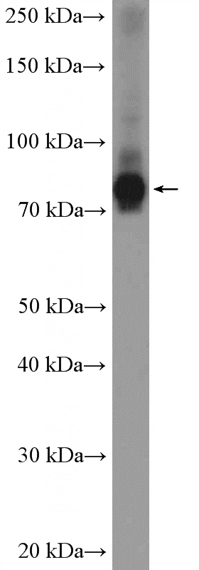 BxPC-3 cells were subjected to SDS PAGE followed by western blot with Catalog No:108087(ANKZF1 Antibody) at dilution of 1:2000