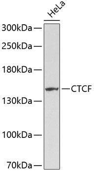 Western blot - CTCF Polyclonal Antibody 