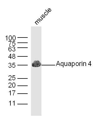 Fig5: Sample: Muscle(Mouse) lysate at 30ug; Primary: Anti-Aquaporin 4 at 1:300; Secondary: IRDye800CW Goat Anti-Rabbit IgG at 1/20000 dilution; Predicted band size:36kD Observed band size:35kD
