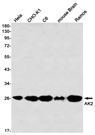 Western blot detection of AK2 in Hela,CHO-K1,C6,mouse Brain,Ramos using AK2 Rabbit mAb(1:1000 diluted)
