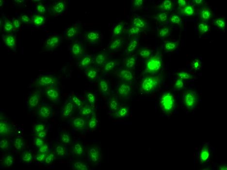 Immunofluorescence - CBFA2T2 Polyclonal Antibody 