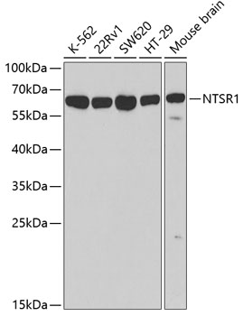Western blot - NTSR1 Polyclonal Antibody 