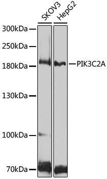 Western blot - PIK3C2A Polyclonal Antibody 