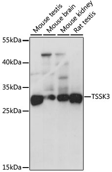 Western blot - TSSK3 Polyclonal Antibody 