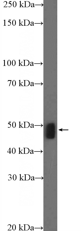 mouse liver tissue were subjected to SDS PAGE followed by western blot with Catalog No:112770(MTERFD1 Antibody) at dilution of 1:1000