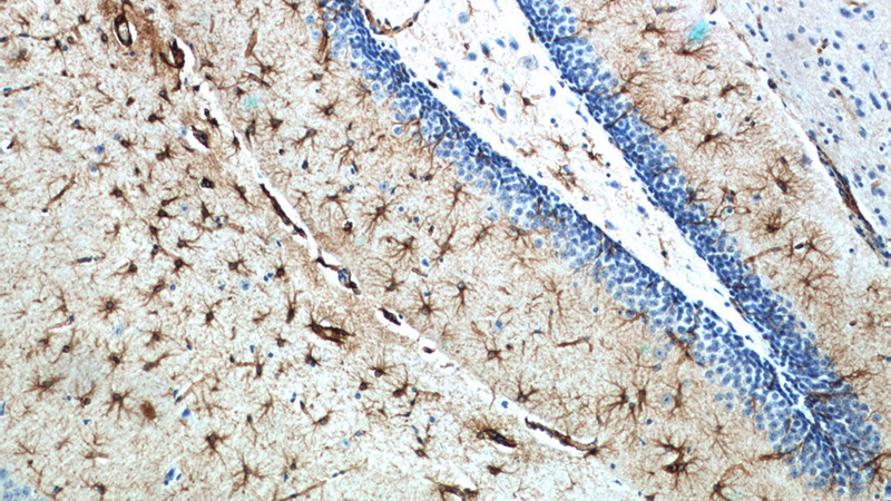 Immunohistochemistry of paraffin-embedded mouse brain slide using Catalog No:110944(GFAP Antibody) at dilution of 1:50