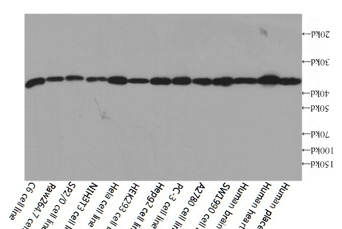 Western blot analysis of GAPDH in various tissues and cell lines using Proteintech antibody HRP-60004 at a dilution of 1:10000.