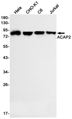Western blot detection of ACAP2 in Hela,CHO-K1,C6,Jurkat cell lysates using ACAP2 Rabbit mAb(1:500 diluted).Predicted band size:88kDa.Observed band size:88kDa.