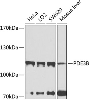 Western blot - PDE3B Polyclonal Antibody 