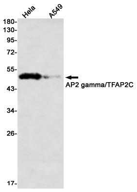 Western blot detection of AP2 gamma/TFAP2C in Hela,A549 using AP2 gamma/TFAP2C Rabbit mAb(1:1000 diluted)
