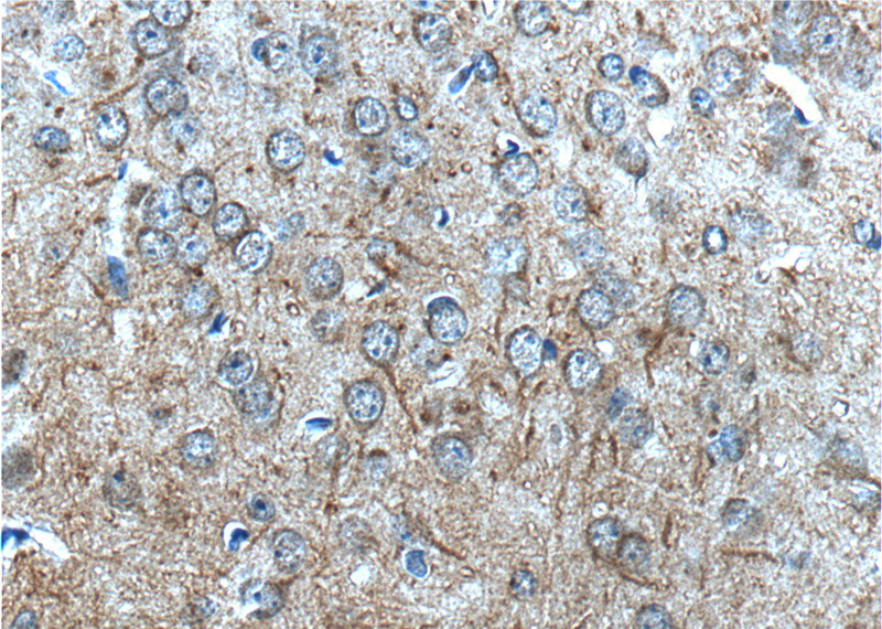 Immunohistochemistry of paraffin-embedded mouse brain tissue slide using Catalog No:115769(SYNPO Antibody) at dilution of 1:200 (under 40x lens).