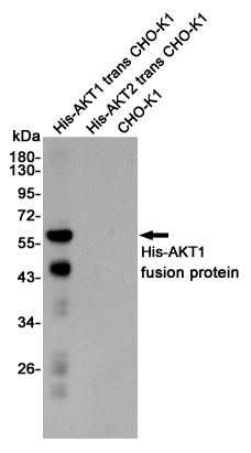 Western blot analysis of AKT1 expression in His-AKT1 trans CHO-K1,His-AKT2 trans CHO-K1 and CHO-K1 cell lysates using AKT1 antibody at 1/1000 dilution.Predicted band size:60KDa.Observed band size:60KDa.