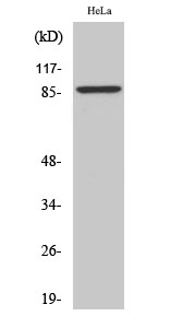 Fig1:; Western Blot analysis of various cells using ZNF337 Polyclonal Antibody. Secondary antibody（catalog#: HA1001) was diluted at 1:20000 cells nucleus extracted by Minute TM Cytoplasmic and Nuclear Fractionation kit (SC-003,Inventbiotech,MN,USA).