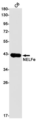 Western blot detection of NELFe in C6 cell lysates using NELFe Rabbit pAb(1:1000 diluted).Predicted band size:43kDa.Observed band size:43kDa.
