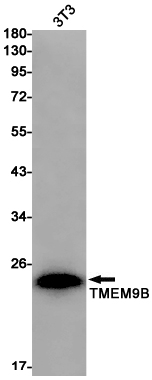 Western blot detection of TMEM9B in 3T3 cell lysates using TMEM9B Rabbit pAb(1:1000 diluted).Predicted band size:23kDa.Observed band size:23kDa.