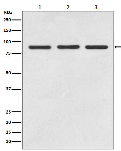 Western blot analysis of STAT5A/B expression in (1) Jurkat cell lysate; (2) 3T3 cell lysate; (2) PC12 cell lysate.