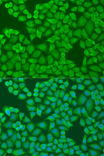 Immunofluorescence - IFI44 Polyclonal Antibody 
