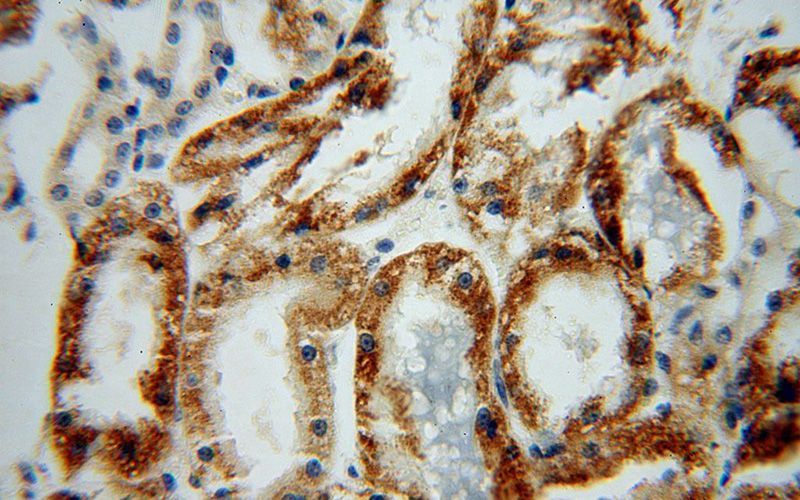 Immunohistochemical of paraffin-embedded human kidney using Catalog No:107713(ACOT9 antibody) at dilution of 1:100 (under 40x lens)