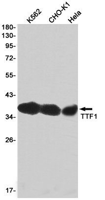 Western blot detection of TTF1 in K562,CHO-K1,Hela cell lysates using TTF1 Rabbit pAb(1:1000 diluted).Predicted band size:39KDa.Observed band size:39KDa.