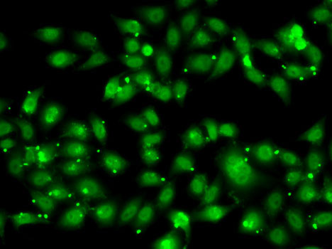 Immunofluorescence - NR2C1 Polyclonal Antibody 