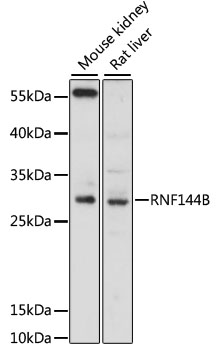 Western blot - RNF144B Polyclonal Antibody 