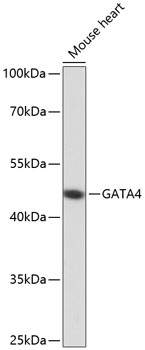 Western blot - GATA4 Polyclonal Antibody 