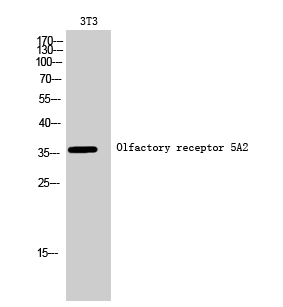 Fig1:; Western Blot analysis of 3T3 cells using Olfactory receptor 5A2 Polyclonal Antibody