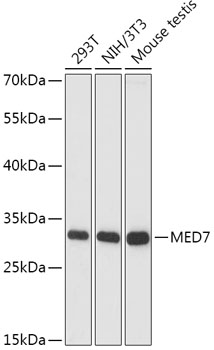 Western blot - MED7 Polyclonal Antibody 