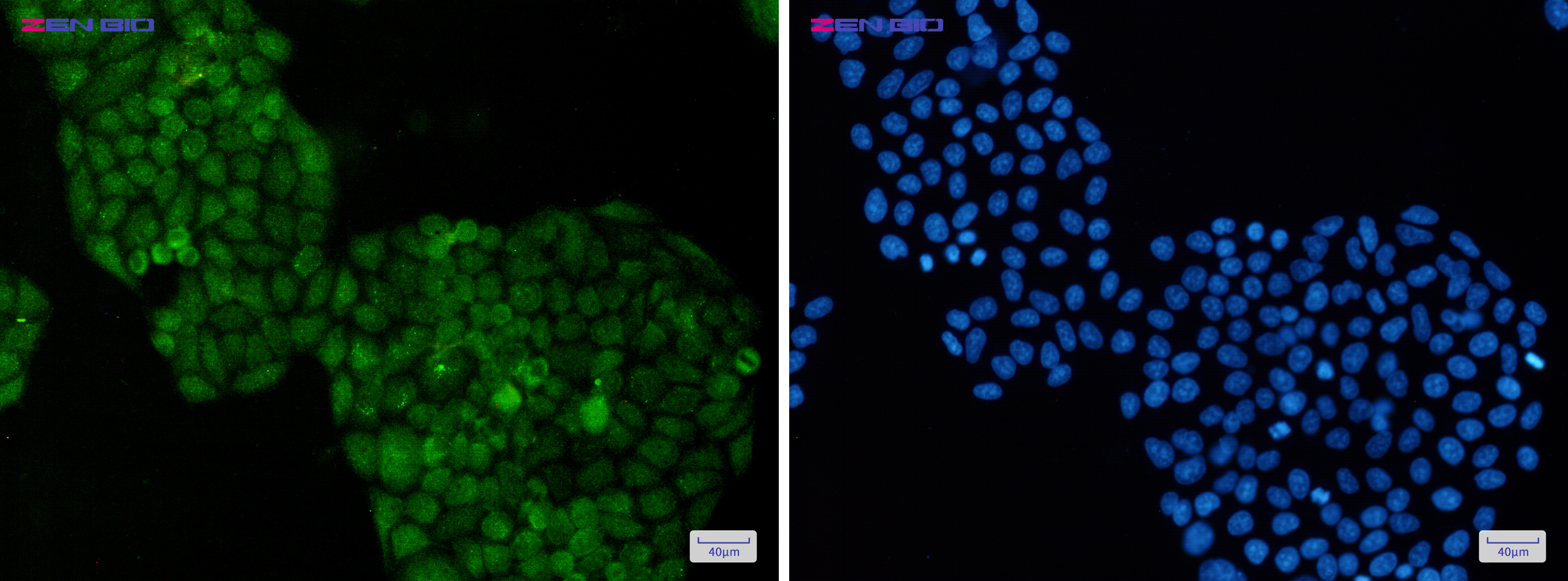 Immunocytochemistry of ADRM1(green) in Hela cells using ADRM1 Rabbit pAb at dilution 1/50, and DAPI(blue)
