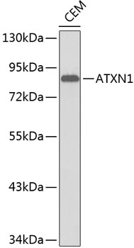 Western blot - ATXN1 Polyclonal Antibody 
