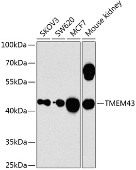 Western blot - TMEM43 Polyclonal Antibody 