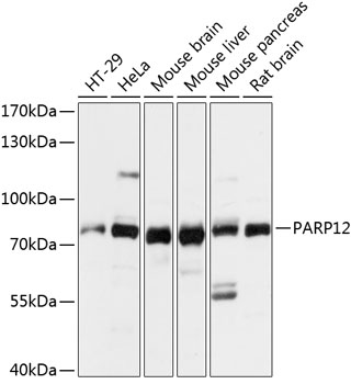 Western blot - PARP12 Polyclonal Antibody 