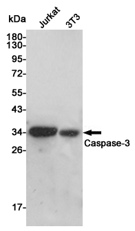 Western blot detection of Caspase-3 in Jurkat and 3T3 cell lysates using Caspase-3 Rabbit pAb (1:1000 diluted). Predicted band size: 35KDa. Observed band size:35KDa.