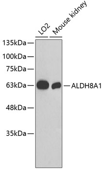 Western blot - ALDH8A1 Polyclonal Antibody 