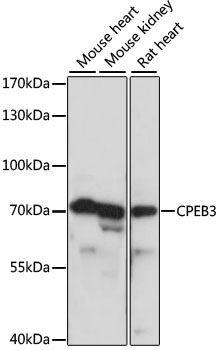 Western blot - CPEB3 Polyclonal Antibody 