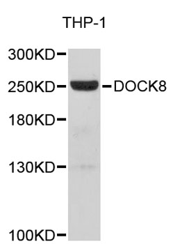 Western blot - DOCK8 Polyclonal Antibody 
